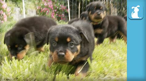 See more ideas about rottweiler puppies, rottweiler, puppies. Amazing Rottweiler Puppies! (CUTEST COMPILATION EVER ...