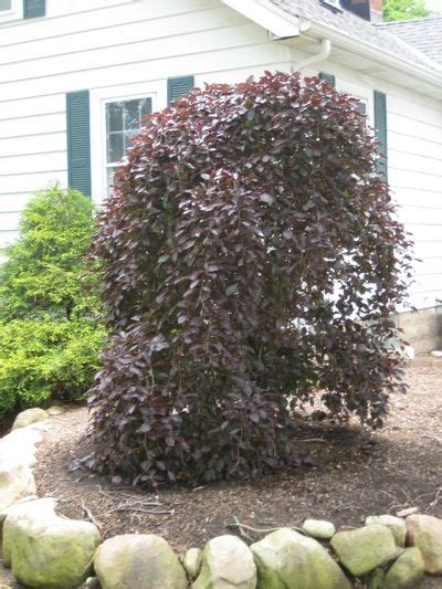 Weeping Purple Beech Tree Care Fagus Sylvatica Purple