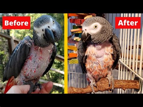 Why Do Parrots Pull Out Their Feathers Parrot Species