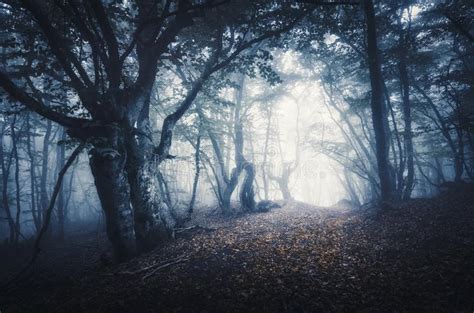 Mystical Dark Autumn Forest With Trail In Blue Fog Stock Image Image