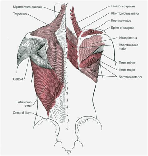 Chest Anatomy Wikiradiography