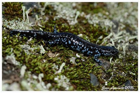 Salamandre Points Bleus Blue Spotted Salamander Flickr