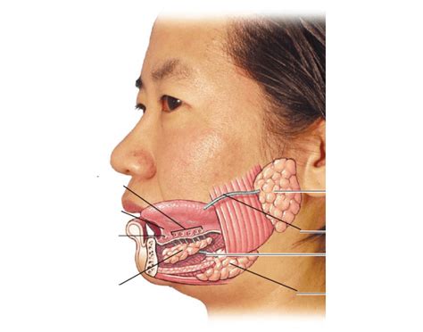 This Is A Quiz Called Salivary Glands And Was Created By Member Beemadd