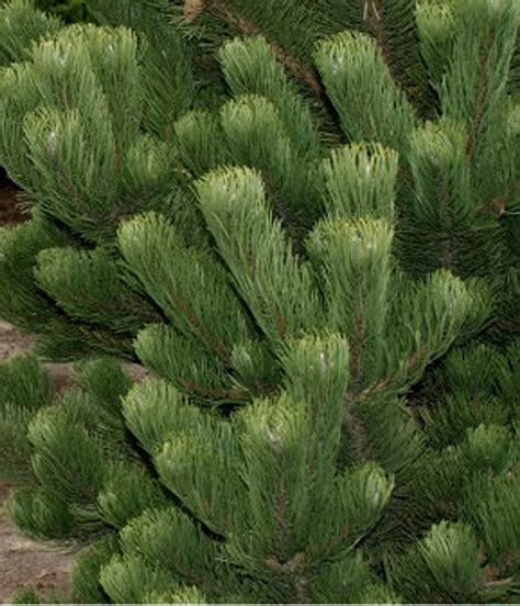 Pinus Nigra Oregon Green Deep Green Austrian Pine Kigi Nursery