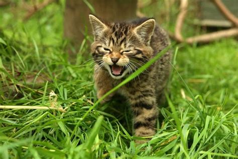 Rare Scottish Wildcat Kittens Born In The Highlands — Metro Wild Cats
