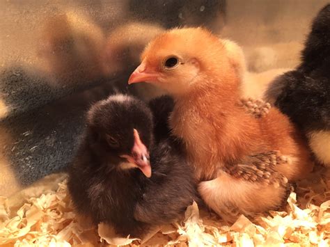 Welcome Home, Baby Chicks!