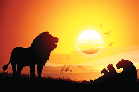 Pride Of African Lions In Savanna Silhouettes At The Sunset Stock