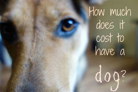 How much does a puppy cost. How Much Does It Really Cost to Have a Dog? | PetHelpful