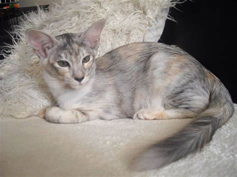 Black Tortie Silver Shaded Oriental Longhair Oriental Shorthair Cats