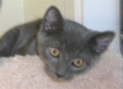 Kitten in post is from a previous litter with same mom and. Russian Blue Kittens!!'s Web Page