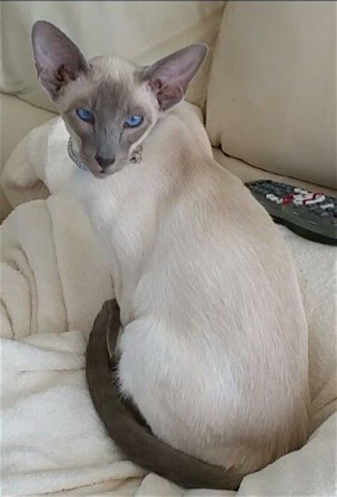 43 Best Blue Pointed Siamese Kittys Images Siamese Siamese Cats