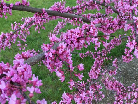 Unique and irregular branching patterns. Eastern Redbud - D&R Greenway