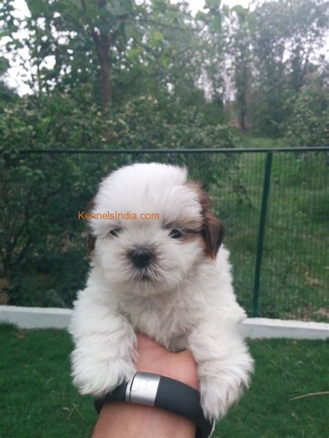 Check spelling or type a new query. 88+ Shih Tzu Puppy Price In Hyderabad - l2sanpiero