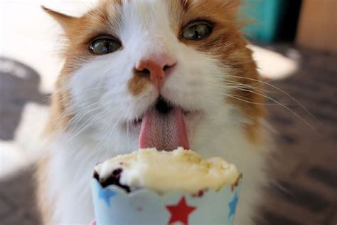 Chocolate flavour ice cream contains cocoa, which has theobromine, which is toxic for cats. Kisses and Co-Sleeping: How Close Should You and Your Pet ...