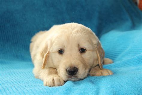 Find a golden retriever puppies on gumtree, the #1 site for dogs & puppies for sale classifieds ads in the uk. Golden Retriever Puppies For Sale | Plummer, ID #274692