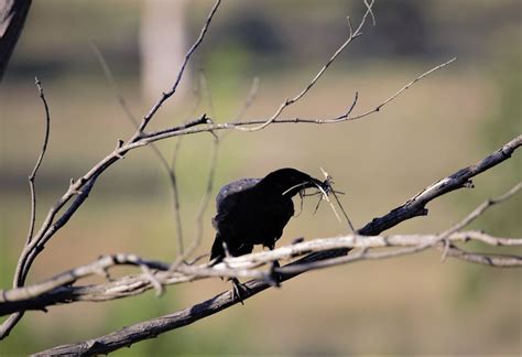Crow Working For Nest Bulbulal Flickr