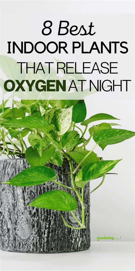 8 Best Indoor Plants That Release Oxygen At Night Gardening Soul