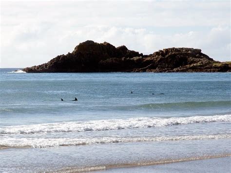 Dolphins At Oceans Beach Whangarei Heads Northland New Zealand