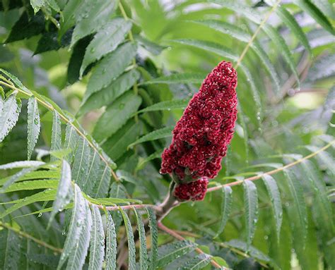 Sumac The Edible Wild Plant You Wrongly Thought Was Always Poisonous