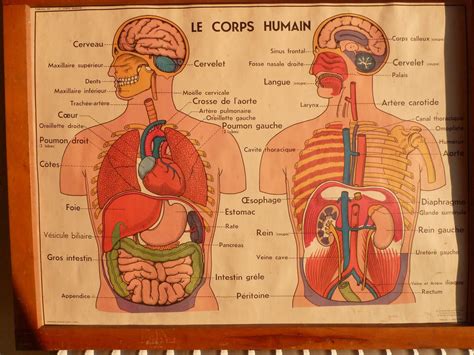 Anatomie Corps Humain Organes Corps Humain Anatomie Du Corps Humain