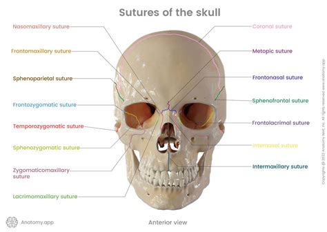 Skull Encyclopedia Anatomyapp Learn Anatomy 3d Models