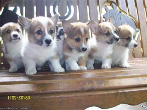 The cheapest offer starts at £1,350. Corgi Puppies For Sale In Kansas | PETSIDI