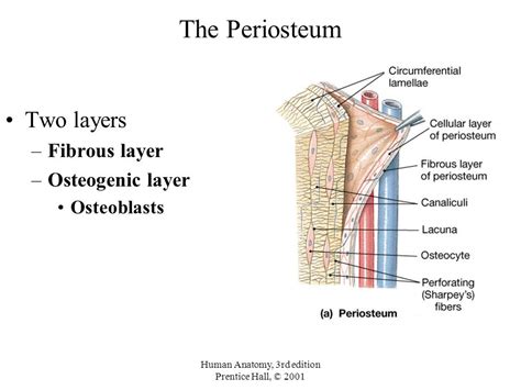 What Is The Periosteum What Is Its Function Socratic