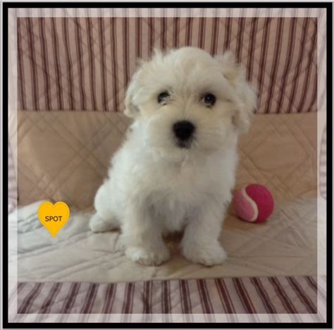 Spot A White Male Coton De Tulear Puppy Is Currently Available And Can