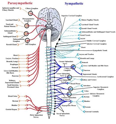 Somatic Nervous System Nervous System Anatomy Peripheral Nervous