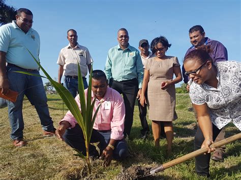 Grdbs National Tree Planting Guyana Rice Development Board