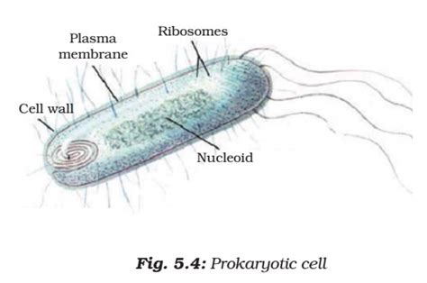 Is animal eukaryotic or prokaryotic. Cell Organelles | Plant Cell vs. Animal Cell | PMF IAS