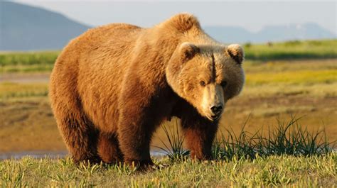 Oso Grizzly Una Subespecie De Las Más Grandes Del Planeta La Verdad