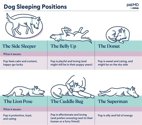 6 Dog Sleeping Positions And What They Mean Petmd