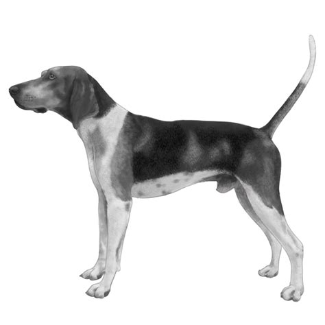 Treeing Walker Coonhounds Dog Breed Info Photos Common Names And