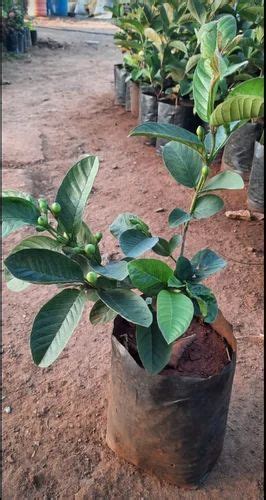 Tissue Culture Taiwan Pink Guava Plant At Rs 78piece In Alwar Id