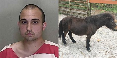 Report Florida Man Arrested For Having Sex With Miniature Horse