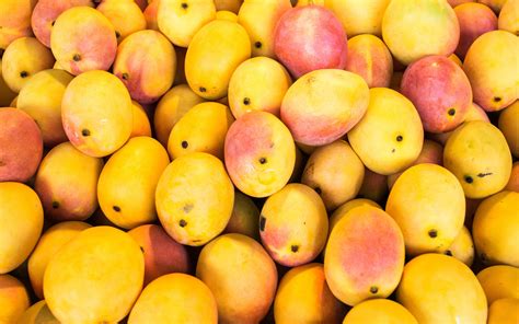 Pick Mangoes And Savour Them At These Farms In Maharashtra Whatshot Pune