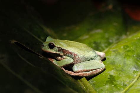 41 Of Amphibian Species Threatened With Extinction Due To Human
