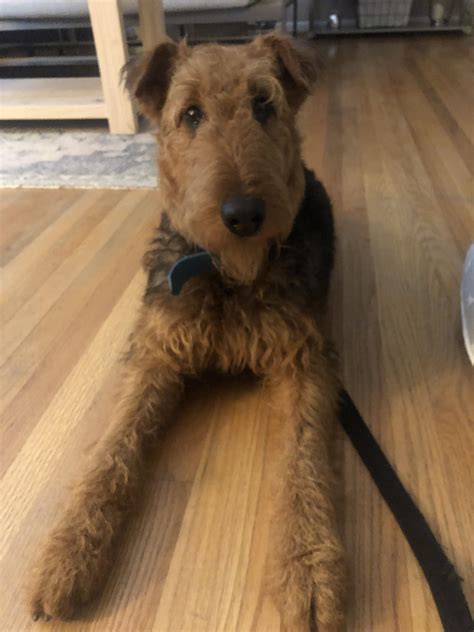 8 Months Old Hes Getting So Big Rairedaleterrier