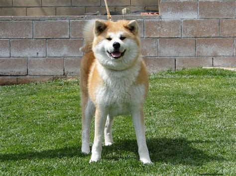 The shiba inu (柴犬, japanese: Shiba Inu - Puppies, Rescue, Pictures, Information ...