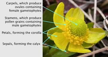 The reproductive system is usually comprised of either male or female reproductive organs and structures. Give example of flower which contains both stamens and carpels.