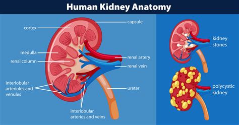 Human Kidney Anatomy Diagram 446409 Vector Art At Vecteezy