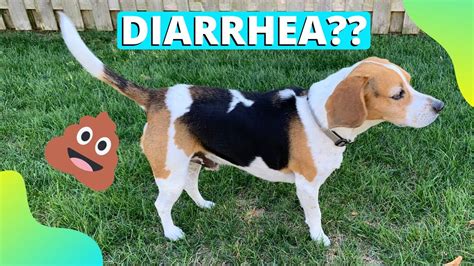 What To Do When Your Dog Has Diarrhea! (Dog Diarrhea Treatment) 