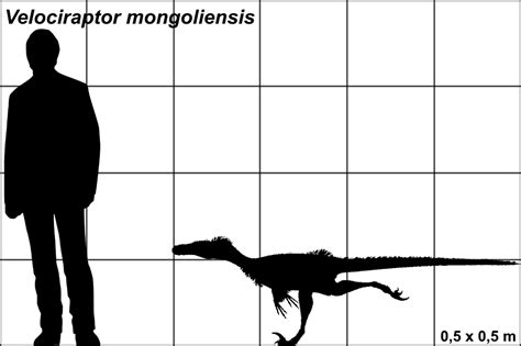 Velociraptor Dinosaurussen