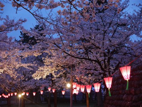 18 Cherry Blossom At Night Wallpaper Ideas
