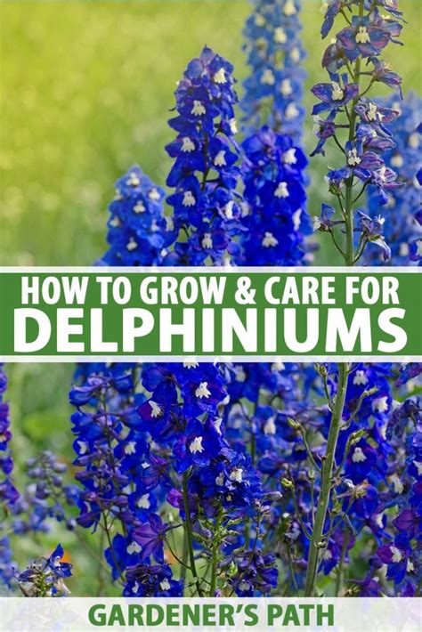 How To Grow And Care For Delphiniums Gardeners Path