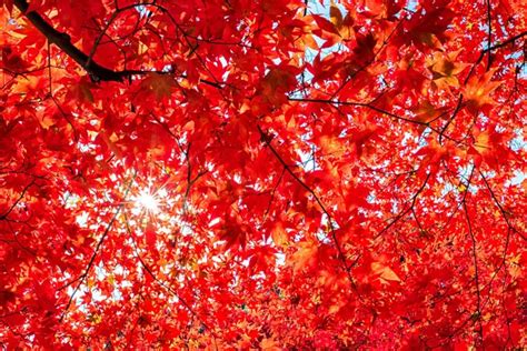 19 Beautiful Trees With Red Leaves For A Colorful Landscape