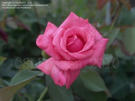 Plantfiles Pictures Grandiflora Hybrid Tea Rose Montezuma Rosa By