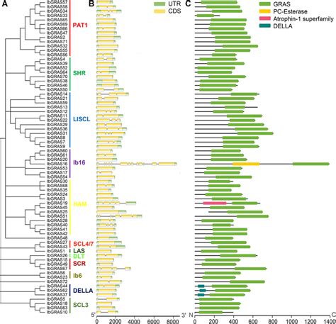 Phylogenetic Relationships Gene Structures And Conserved Domain