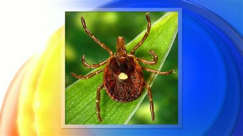 Lone Star Tick Bite Can Make You Allergic To Red Meat Video Abc News
